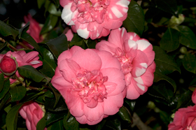 Gefuellt bluehende Kamelie