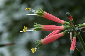 Phaedranassa dubia aus den Anden